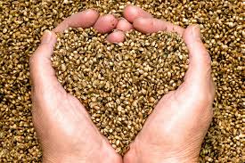 hemp seeds in hands in shape of heart
