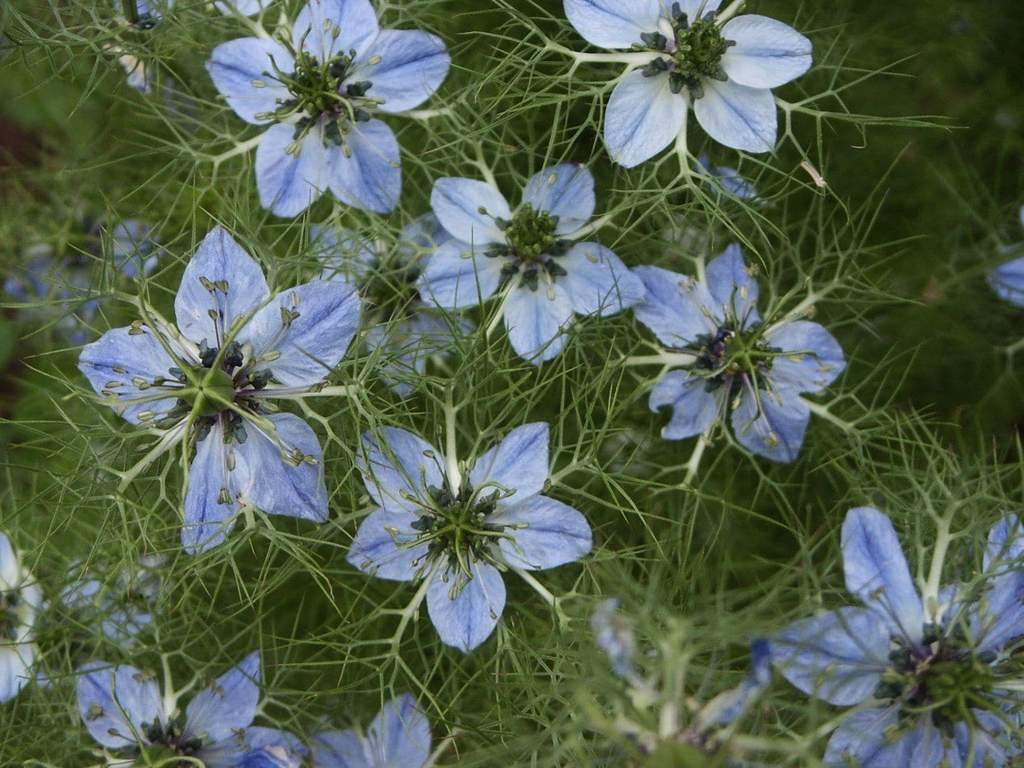 nigella-sativa black-cumin-seed