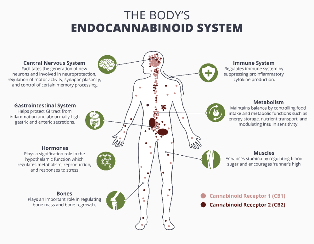 diagram of the endocannabinoid system cb1 and cb2 receptors