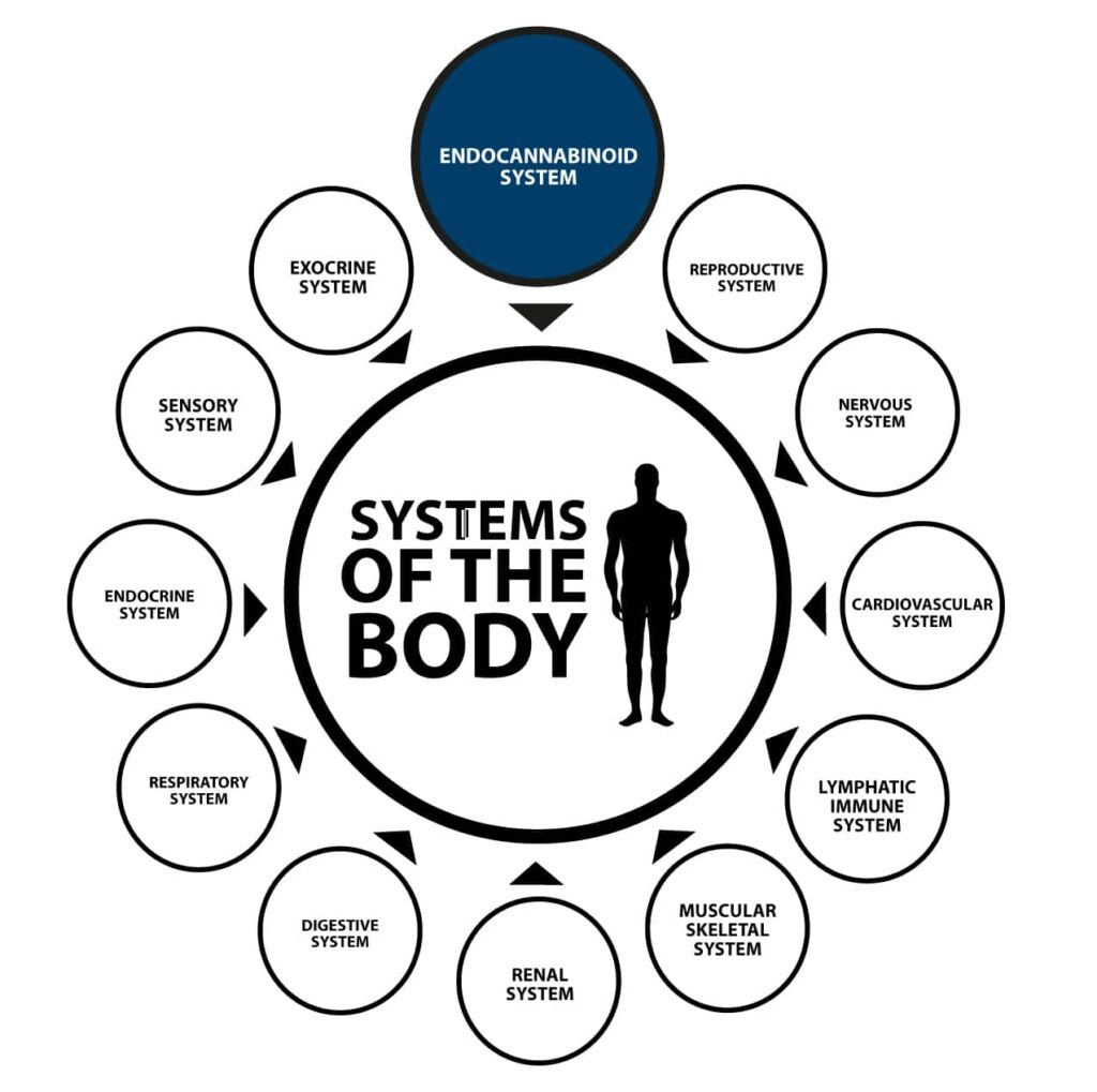 systems of the body diagram