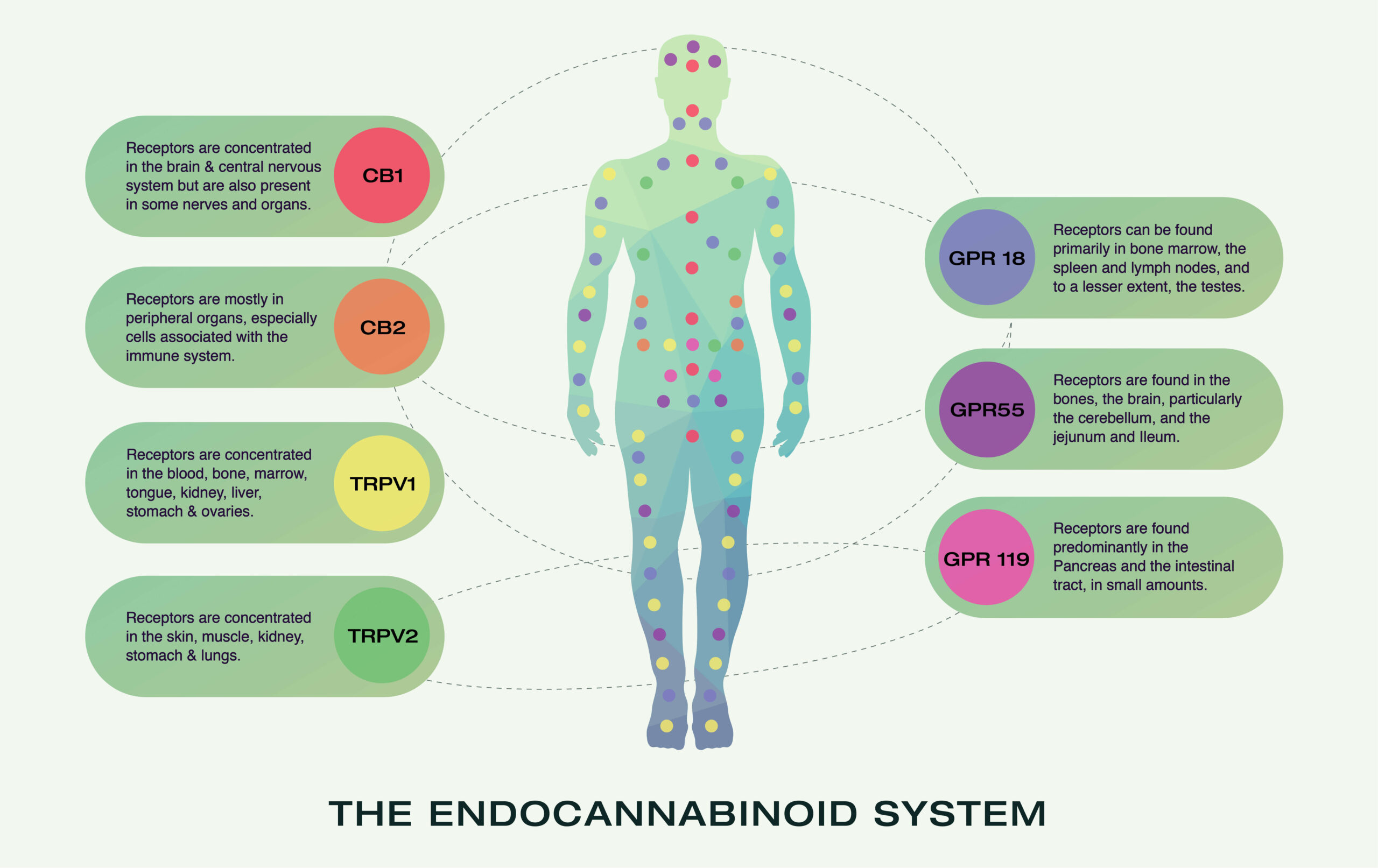 endocannabinoid system infographic