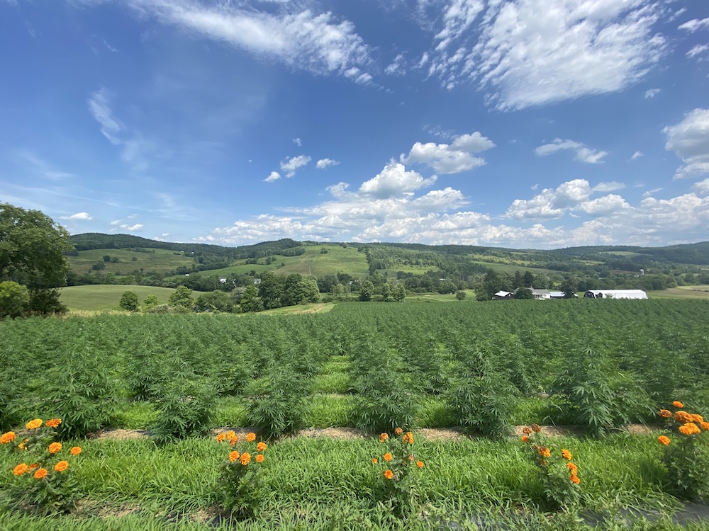 hemp field in a green valley