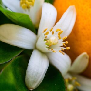 neroli