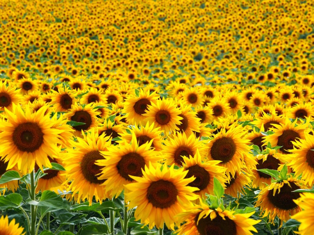 sunflower field