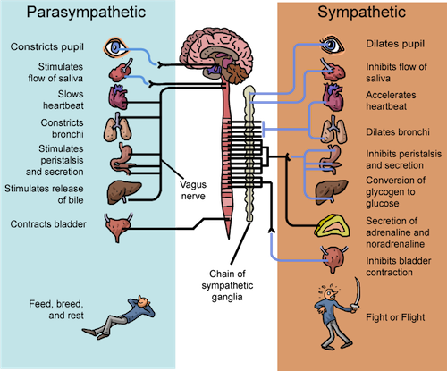 autonomic nervous system stress response