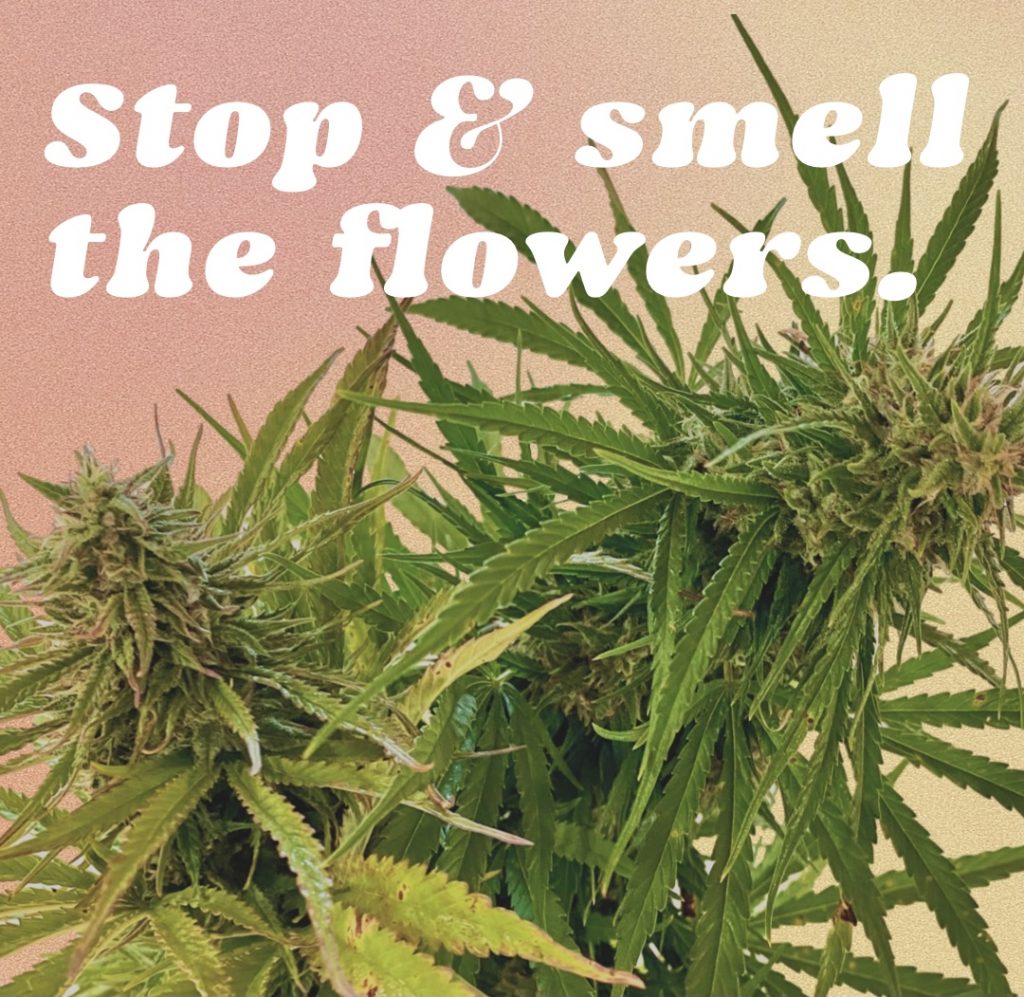 cannabis plants stop and smell the flowers