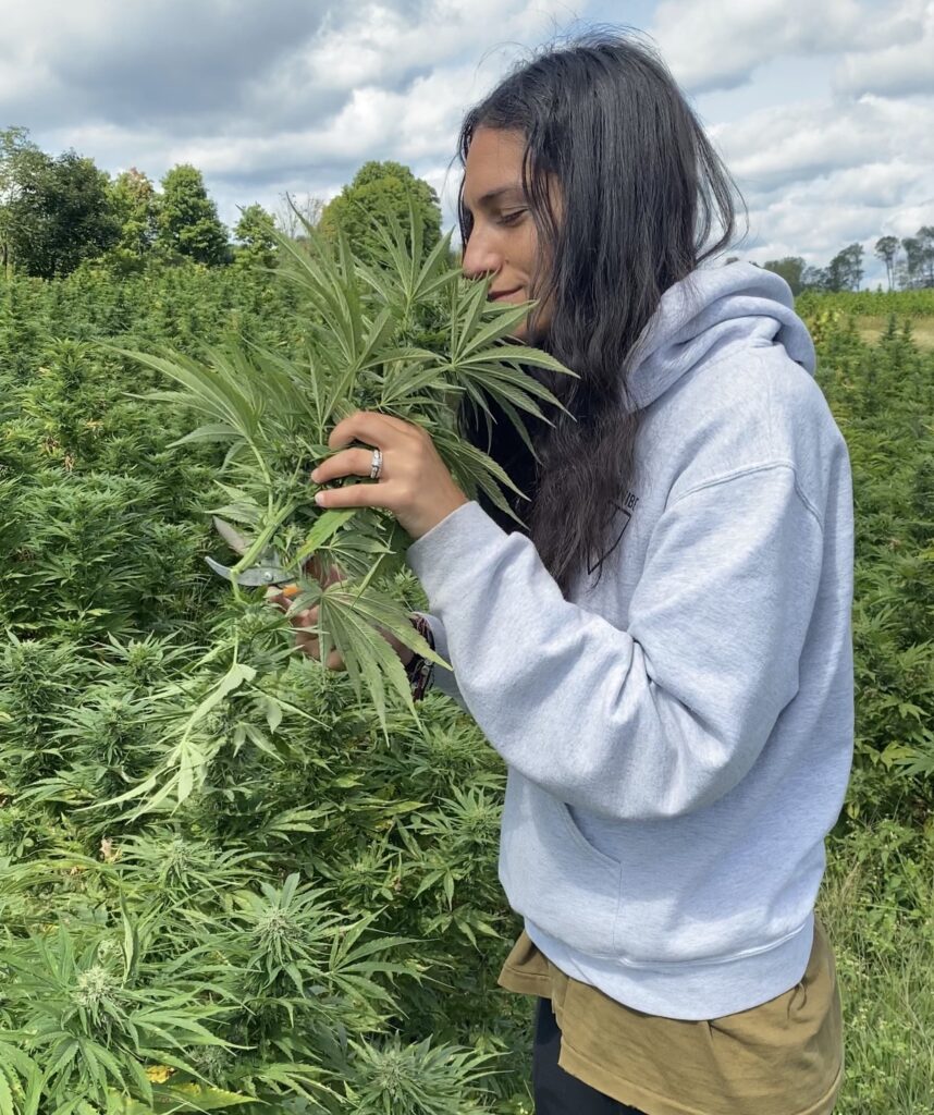 brittany carbone smelling hemp flower tricolla farms berkshire ny 2020