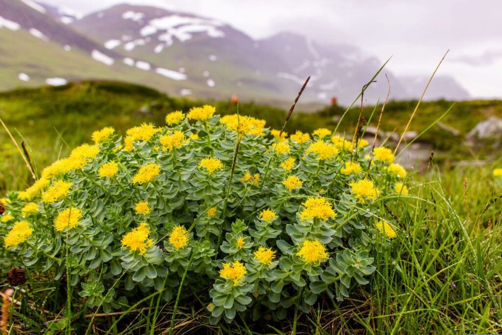 rhodiola rosea plant