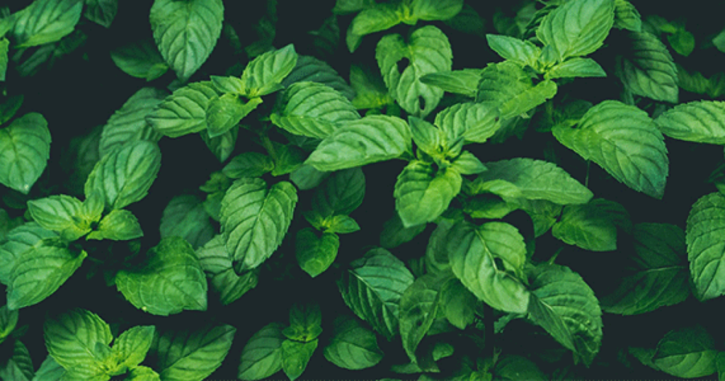 holy basil plant