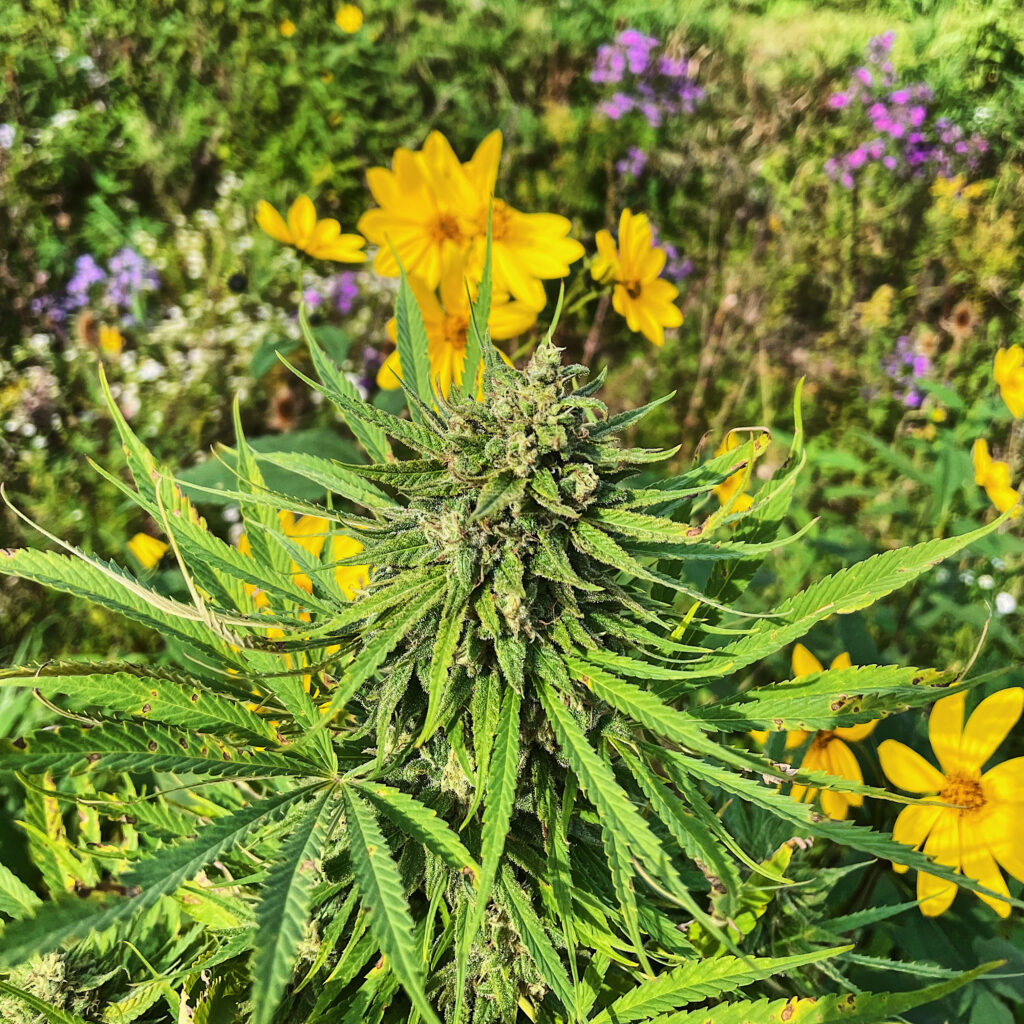 hemp and flowers on tricolla farms in upstate NY