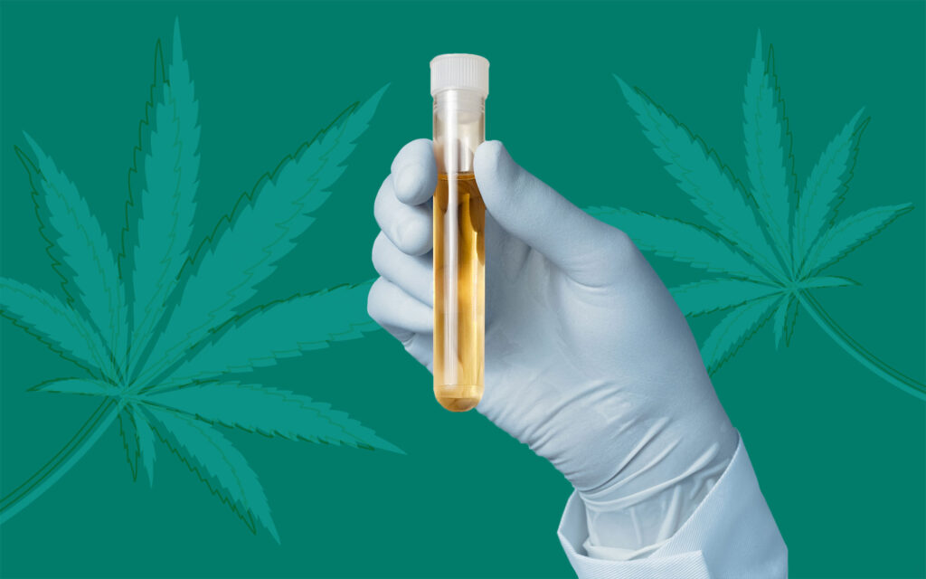 test tube with cannabis leaves in the background