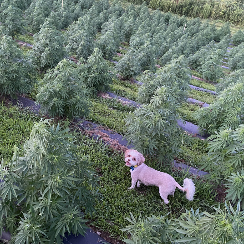 dog in field of hemp