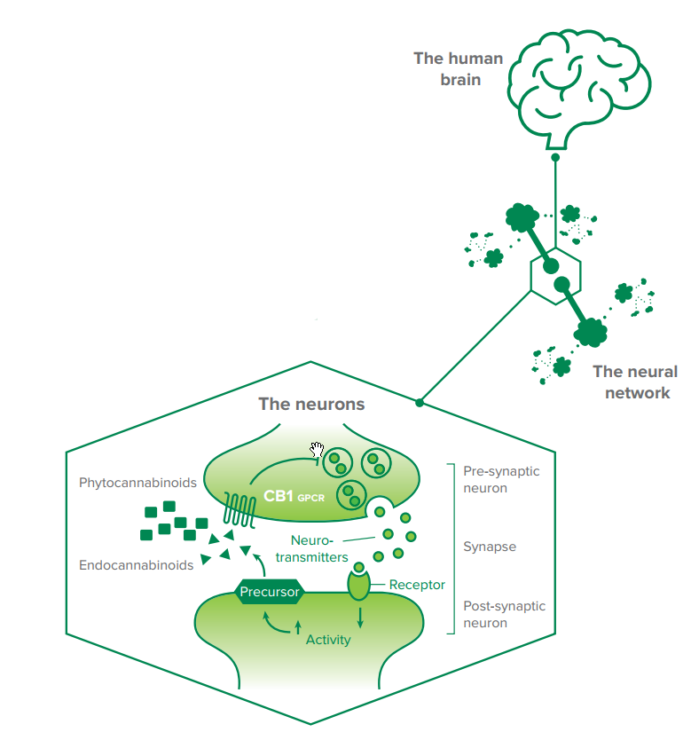 endocannabinoid system