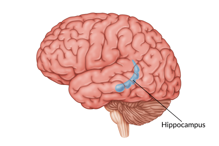 hippocampus human brain