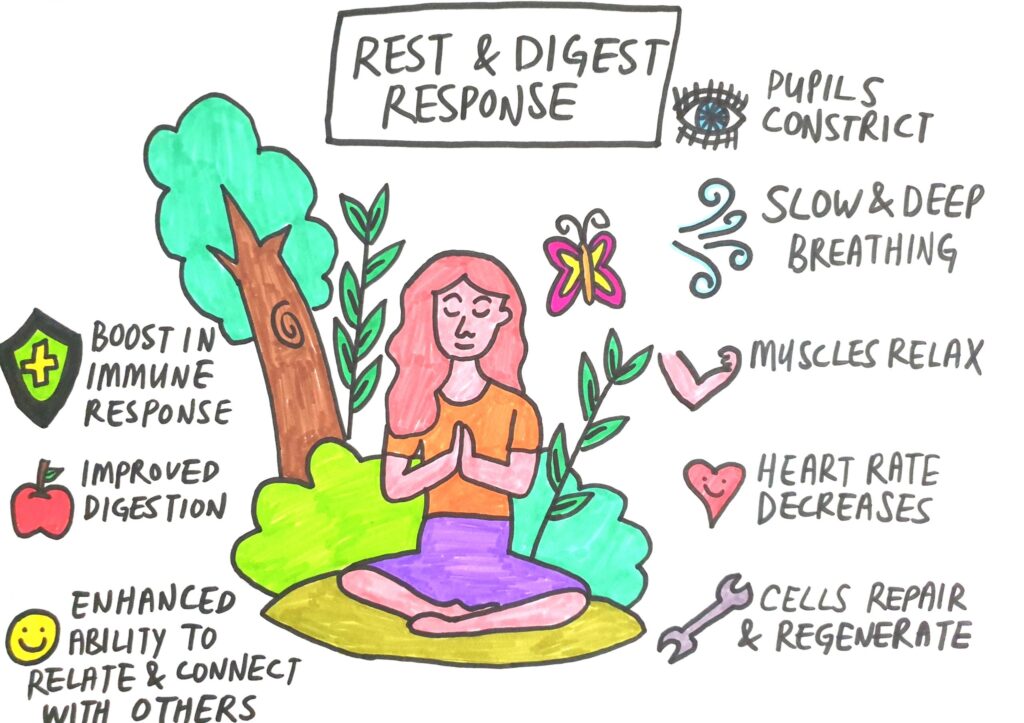 rest and digest parasympathetic nervous system response