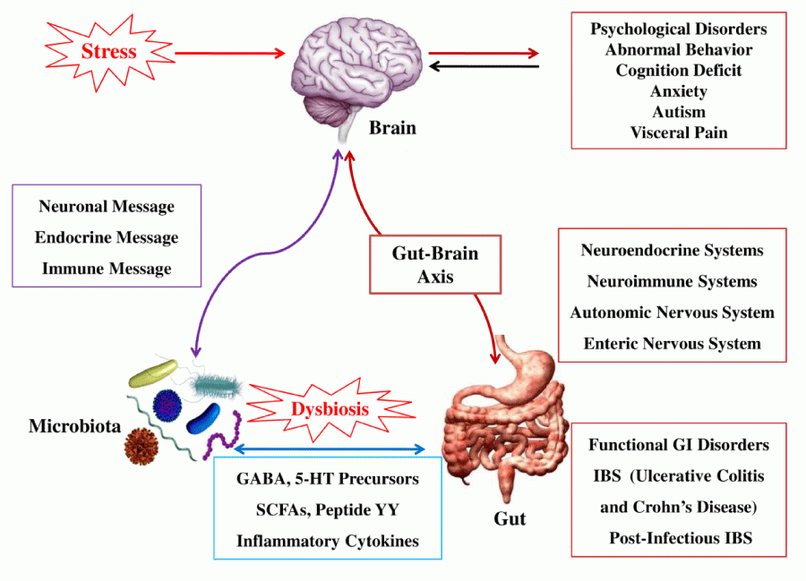 gut-brain axis expanded