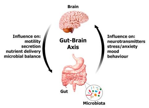 gut-brain axis