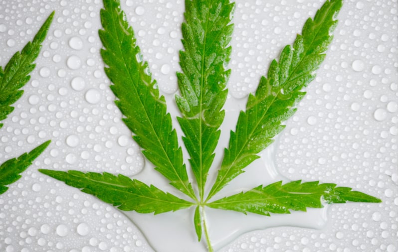 cannabis leaf with water droplets