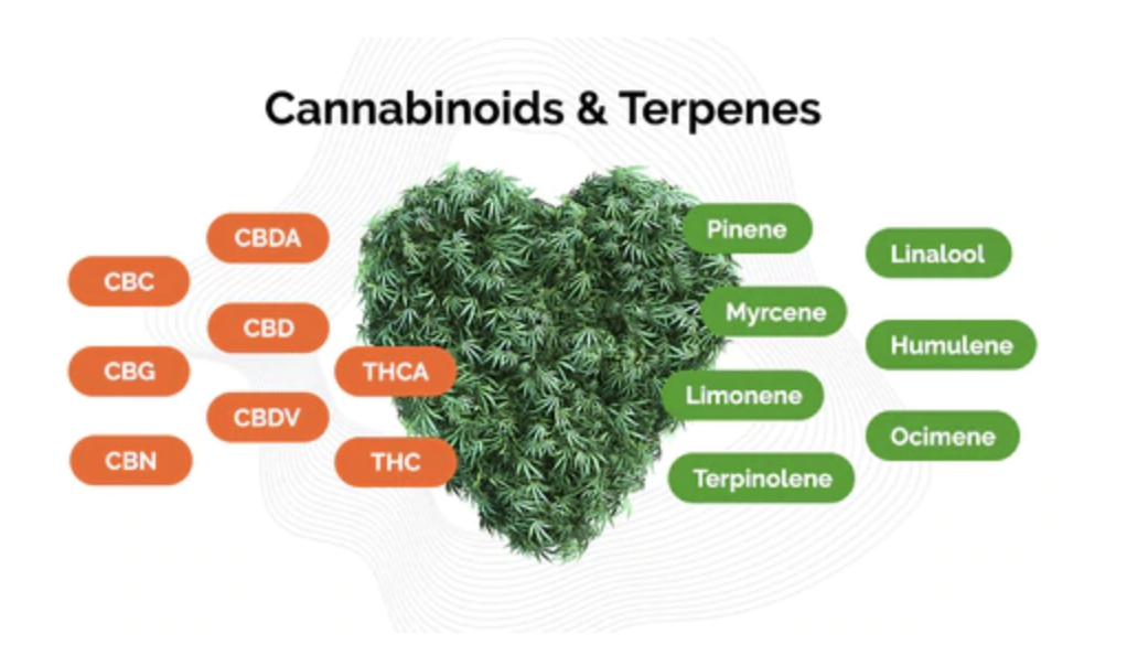 cannabinoids and terpenes - the entourage effect