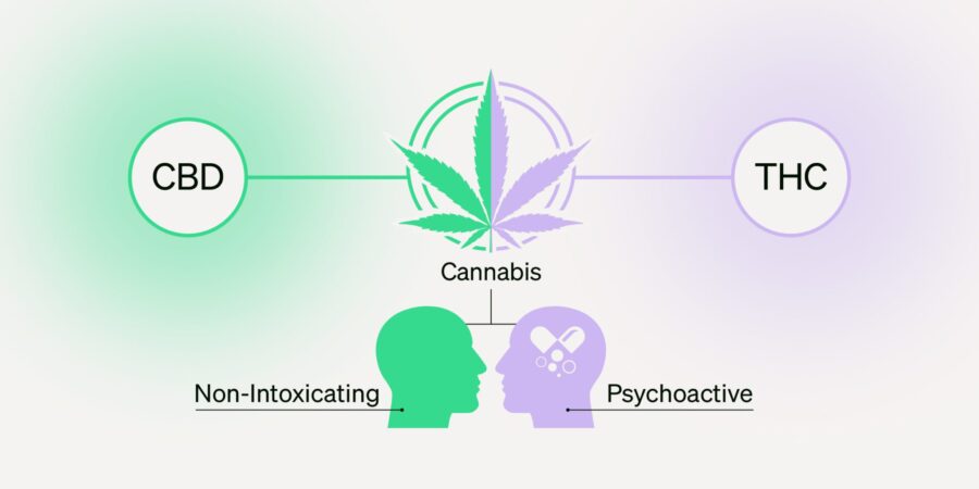 cbd vs thc