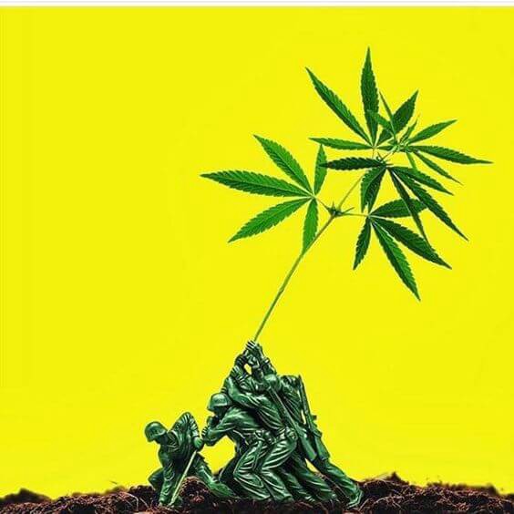 cannabis for veterans