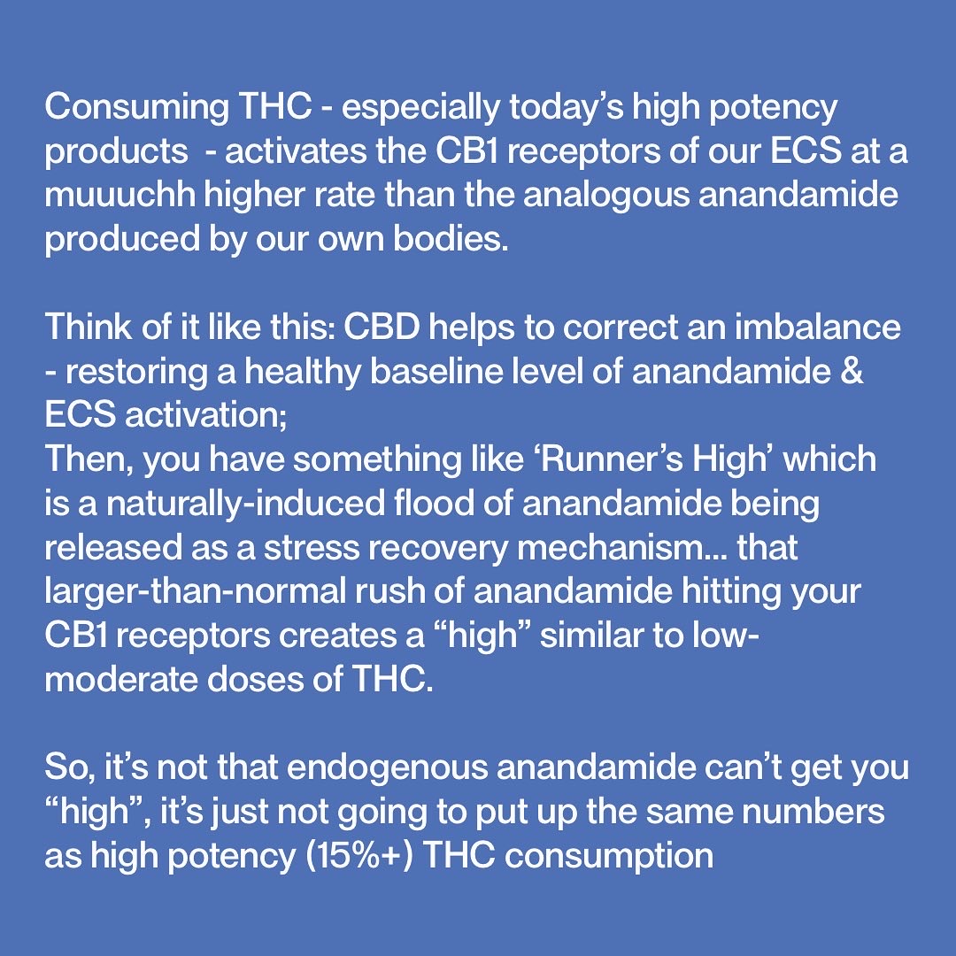 why CBD doesn't get you high - anandamide levels