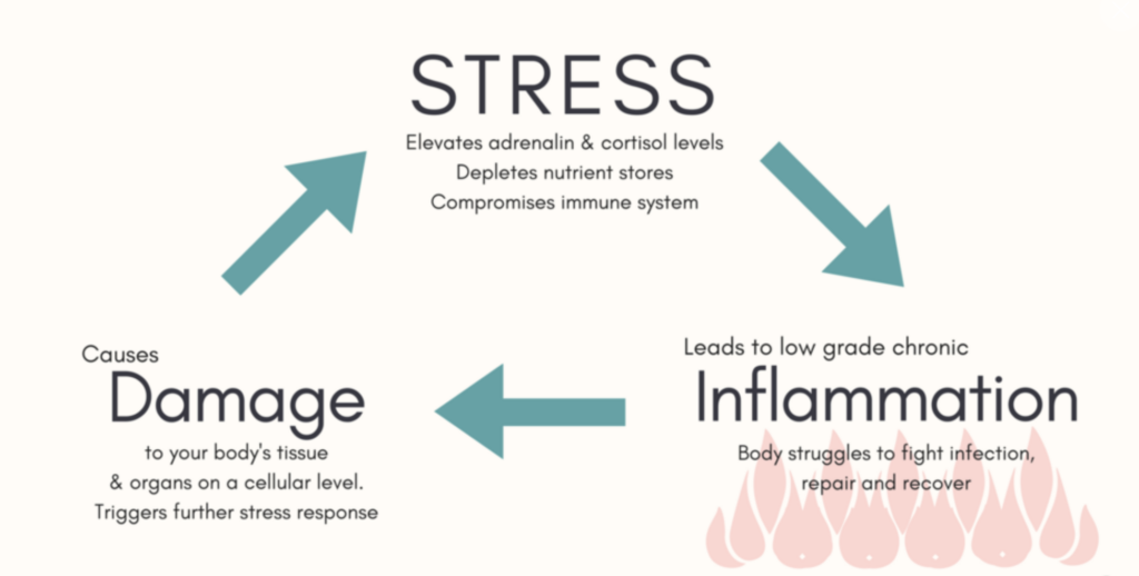 stress inflammation cycle